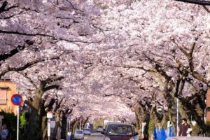 北九州市の桜 名所 穴場 お花見おすすめスポット Ka Tsu Log カツログ