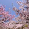 【北九州市の桜】名所、穴場、お花見おすすめスポット