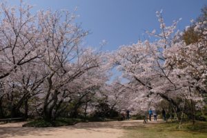 北九州市の桜 名所 穴場 お花見おすすめスポット Ka Tsu Log カツログ